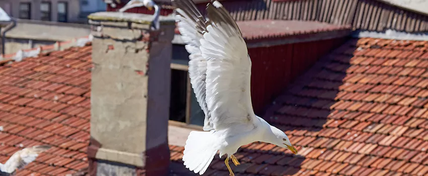 Residential Chimney Animal Removal Solution in Redan, GA